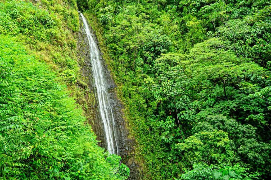 Hiking Manoa Falls Trail In Honolulu, Oahu, Hawaii - Manoa Falls Website