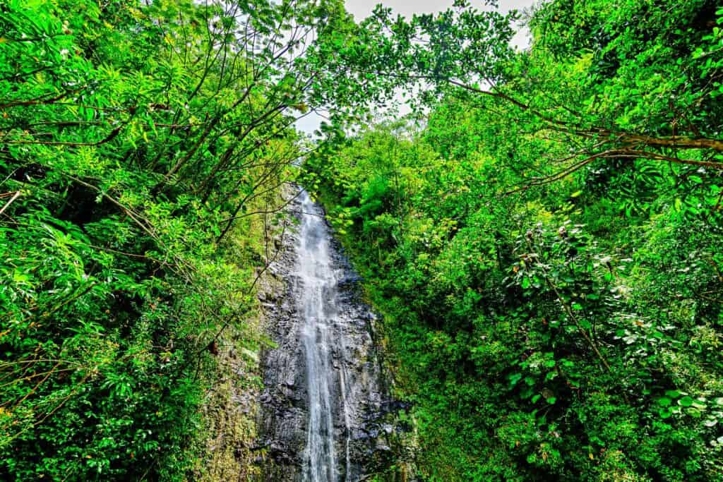 Manoa Falls Swimming - Manoa Falls Website